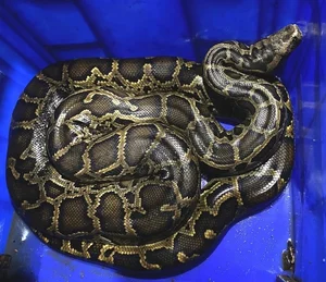 Ha Tinh Farmer Discovers Rare and Precious Wildlife in Local Fields - image 0