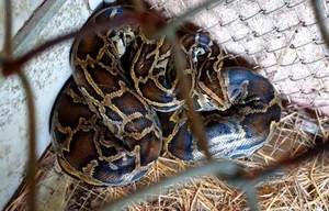 Ha Tinh Farmer Discovers Rare and Precious Wildlife in Local Fields - image 1