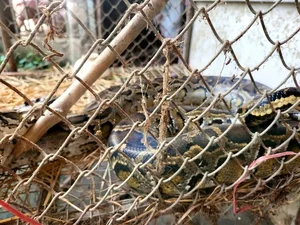 Ha Tinh Farmer Discovers Rare and Precious Wildlife in Local Fields - image 4