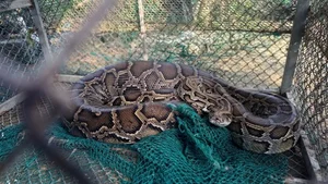 Ha Tinh Farmer Discovers Rare and Precious Wildlife in Local Fields - image 7