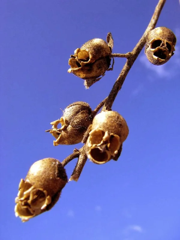 The Most Bizarre and Haunting Flowers Found on Earth