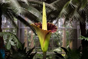 The Most Bizarre and Haunting Flowers Found on Earth - image 5