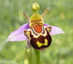 The Most Bizarre and Haunting Flowers Found on Earth - image 6
