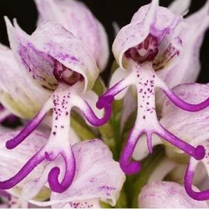 The Most Bizarre and Haunting Flowers Found on Earth - image 2