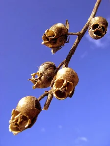 The Most Bizarre and Haunting Flowers Found on Earth - image 0