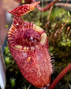 The Most Bizarre and Haunting Flowers Found on Earth - image 4