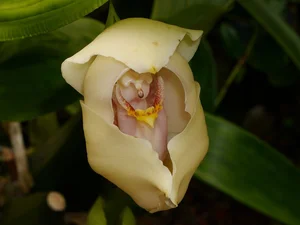 The Most Bizarre and Haunting Flowers Found on Earth - image 7