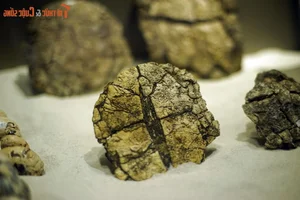 Exploring the Largest Fossil Mine in Southeast Asia Discovered in Lang Son Vietnam - image 10