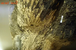 Exploring the Largest Fossil Mine in Southeast Asia Discovered in Lang Son Vietnam - image 11