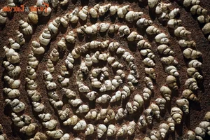 Exploring the Largest Fossil Mine in Southeast Asia Discovered in Lang Son Vietnam - image 9