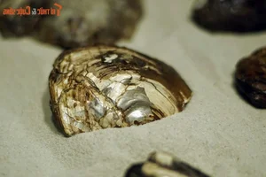Exploring the Largest Fossil Mine in Southeast Asia Discovered in Lang Son Vietnam - image 0