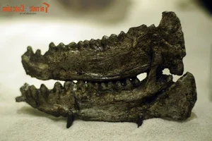 Exploring the Largest Fossil Mine in Southeast Asia Discovered in Lang Son Vietnam - image 2