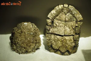 Exploring the Largest Fossil Mine in Southeast Asia Discovered in Lang Son Vietnam - image 1