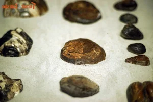 Exploring the Largest Fossil Mine in Southeast Asia Discovered in Lang Son Vietnam - image 4