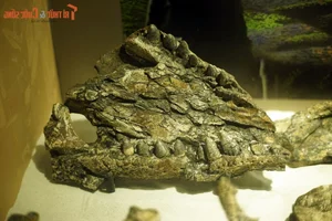 Exploring the Largest Fossil Mine in Southeast Asia Discovered in Lang Son Vietnam - image 5