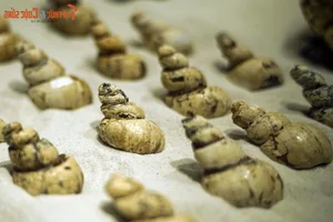 Exploring the Largest Fossil Mine in Southeast Asia Discovered in Lang Son Vietnam - image 8