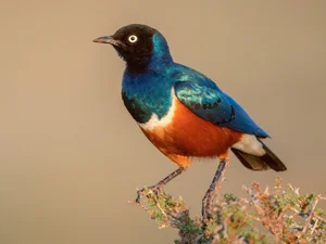 Remarkable Bird Species That Display Human-Like Altruism and Cooperation - image 2