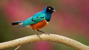 Remarkable Bird Species That Display Human-Like Altruism and Cooperation - image 4