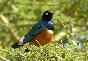 Remarkable Bird Species That Display Human-Like Altruism and Cooperation - image 5