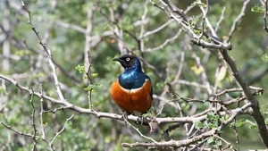 Remarkable Bird Species That Display Human-Like Altruism and Cooperation - image 0