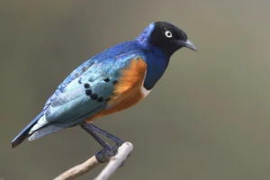 Remarkable Bird Species That Display Human-Like Altruism and Cooperation - image 6