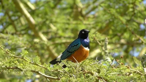 Remarkable Bird Species That Display Human-Like Altruism and Cooperation - image 1