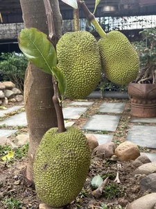 Inside Singer Trong Tan's Peaceful Countryside Garden Home in Thanh Hoa - image 10