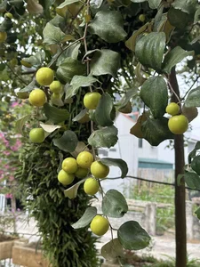 Inside Singer Trong Tan's Peaceful Countryside Garden Home in Thanh Hoa - image 9