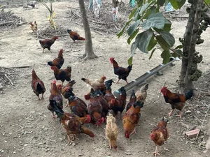 Inside Singer Trong Tan's Peaceful Countryside Garden Home in Thanh Hoa - image 6