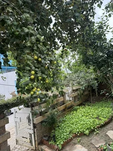 Inside Singer Trong Tan's Peaceful Countryside Garden Home in Thanh Hoa - image 4