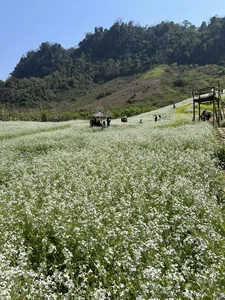 Best Places to Visit in Vietnam: Top Early-Year Travel Destinations You Cannot Miss - image 3