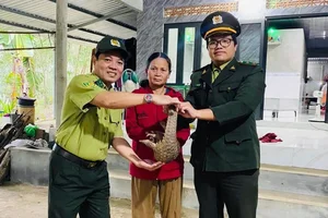 Rare and Valuable Stray Animals Found in Vietnam: Wildlife Preservation - image 1