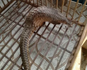 Rare and Valuable Stray Animals Found in Vietnam: Wildlife Preservation - image 7