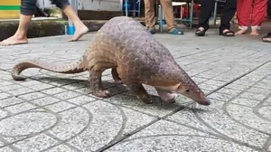 Rare and Valuable Stray Animals Found in Vietnam: Wildlife Preservation - image 2