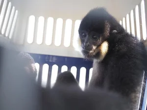 Rare and Valuable Stray Animals Found in Vietnam: Wildlife Preservation - image 6