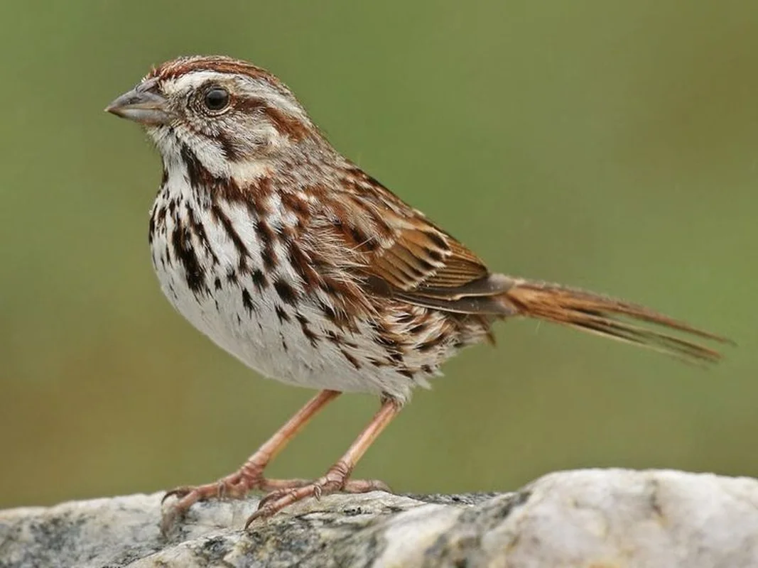 Extraordinary and Little-Known Superpowers of the Humble Sparrow