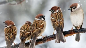 Extraordinary and Little-Known Superpowers of the Humble Sparrow - image 3