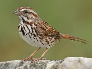 Extraordinary and Little-Known Superpowers of the Humble Sparrow - image 0