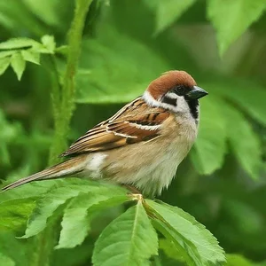 Extraordinary and Little-Known Superpowers of the Humble Sparrow - image 9