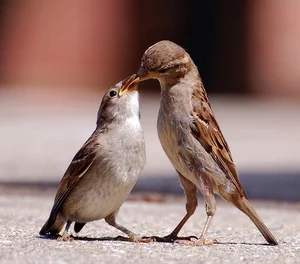 Extraordinary and Little-Known Superpowers of the Humble Sparrow - image 4