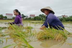 Historical Flooding in Thai Nguyen: Scenes from the Worst Flood in 23 Years - image 4