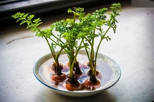 The Art of Edible Beauty: Stunning Vegetable and Fruit Bonsai - image 7
