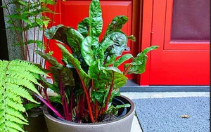 The Art of Edible Beauty: Stunning Vegetable and Fruit Bonsai - image 8