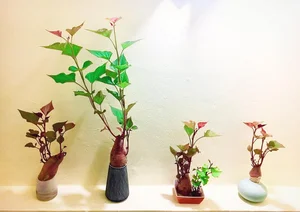 The Art of Edible Beauty: Stunning Vegetable and Fruit Bonsai - image 4