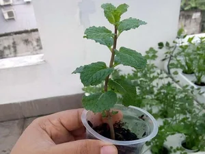 The Art of Edible Beauty: Stunning Vegetable and Fruit Bonsai - image 3