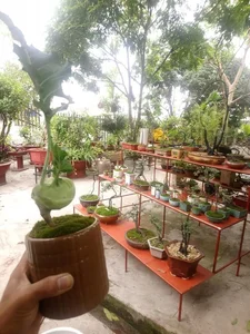 The Art of Edible Beauty: Stunning Vegetable and Fruit Bonsai - image 0