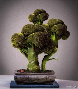 The Art of Edible Beauty: Stunning Vegetable and Fruit Bonsai - image 6