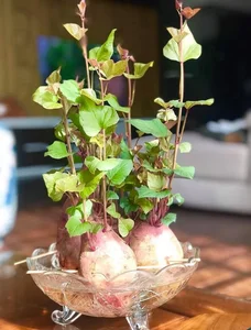 The Art of Edible Beauty: Stunning Vegetable and Fruit Bonsai - image 5