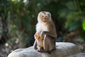 Endangered Pig-Tailed Macaque Trapped on Son Tra Mountain: A Call for Wildlife Protection - image 4