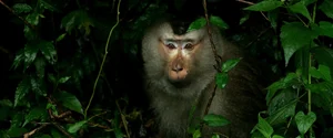 Endangered Pig-Tailed Macaque Trapped on Son Tra Mountain: A Call for Wildlife Protection - image 1